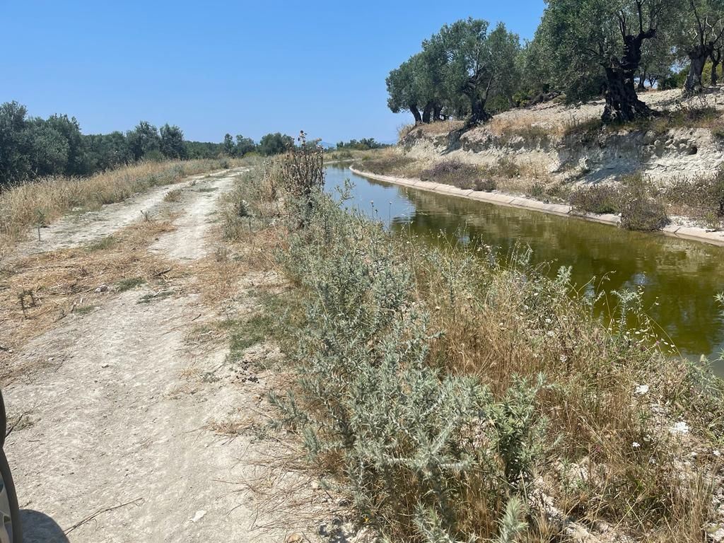 ALTIN EMLAKTAN AYVALIK TA HOBİ BAHÇESİ OLABİLECEK ZEYTİNLİK