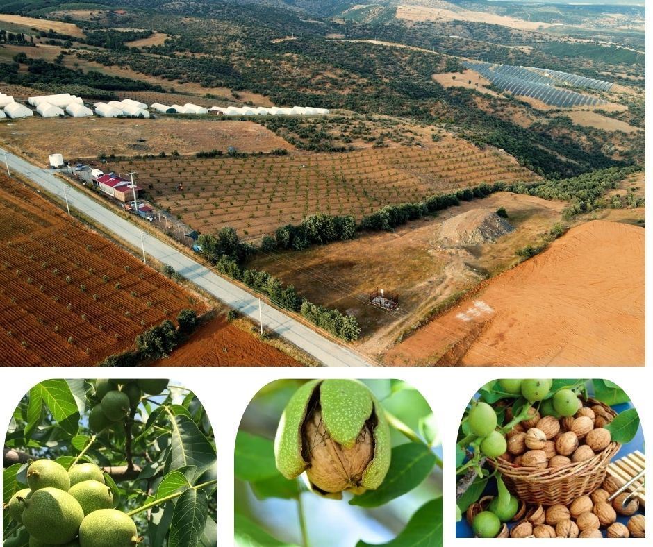 ÖPRÜBAŞINDA SATILIK 11 DÖNÜM ARSA İÇİNDE 6 ADET MANTAR ÜRETİM